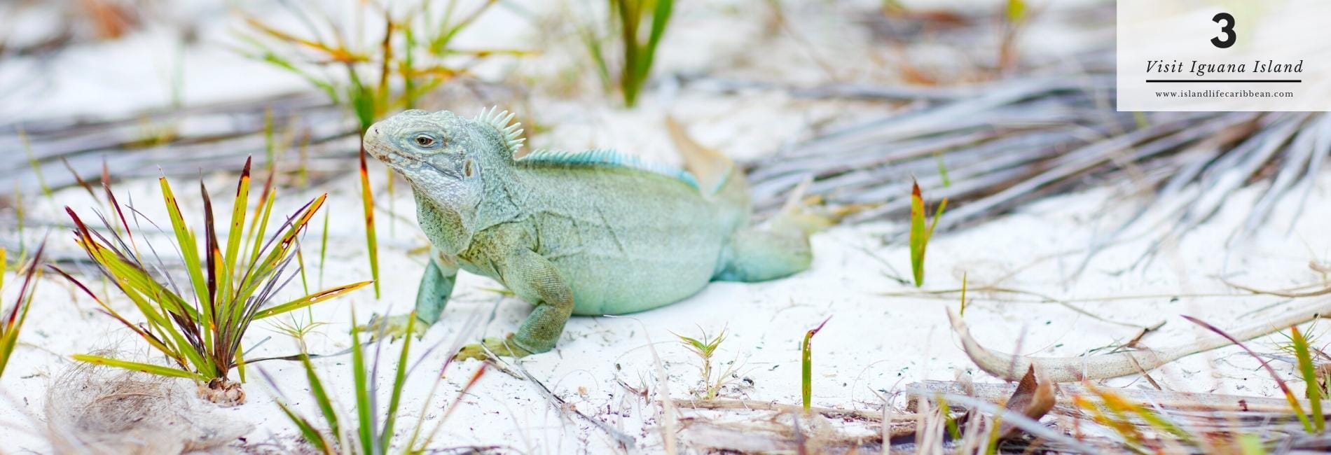 The Best Things To Do In Turks & Caicos: Visit Iguana Island
