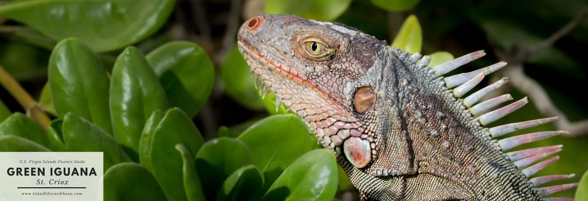 US Virgin Islands Visitors Guide: Green Iguana