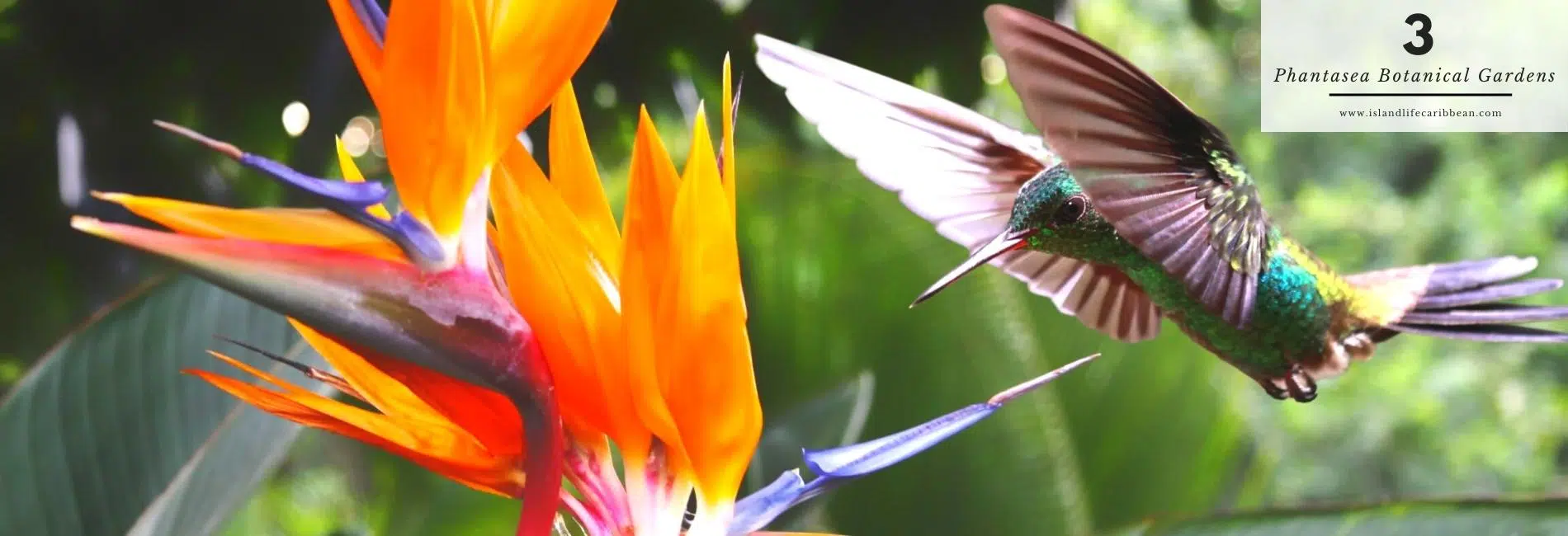The Best Things To Do In US Virgin: Visit Phantasea Tropical Botanical Garden