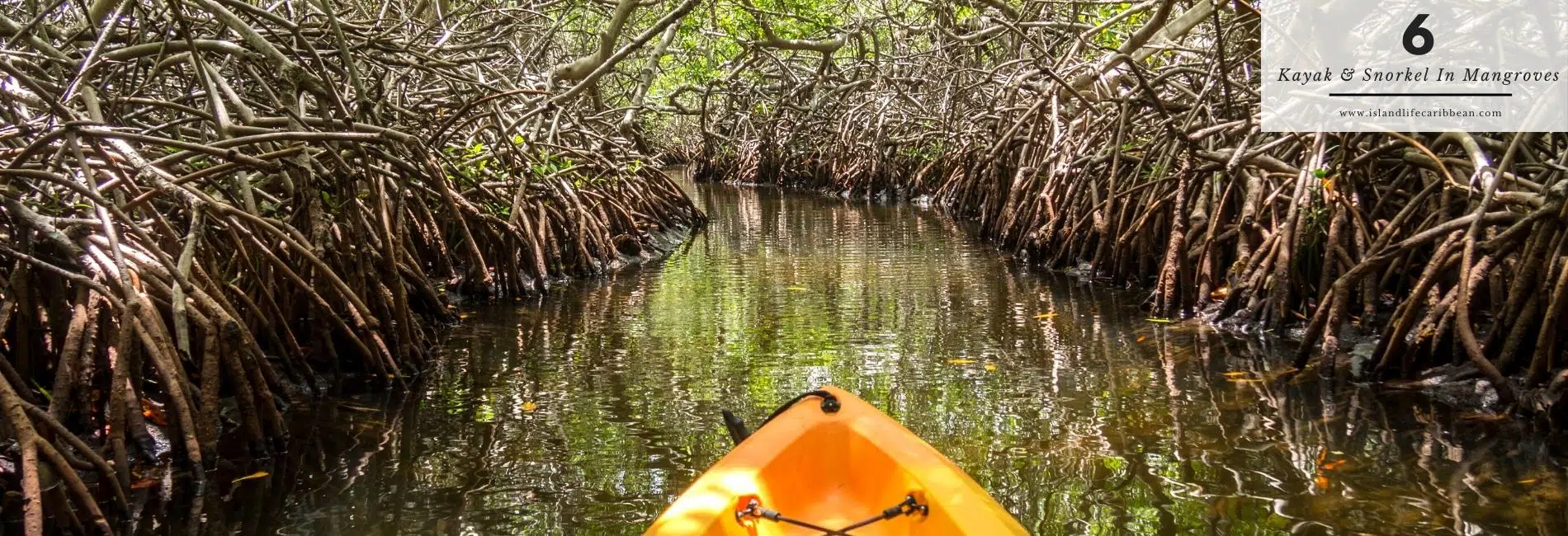 The Best Things To Do In Antigua: Kayak And Snorkel In Mangroves