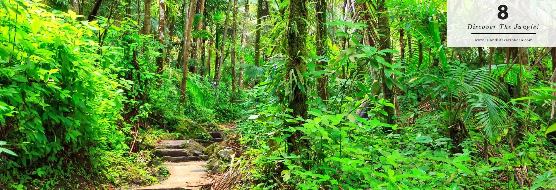 The Best Things To Do In Antigua: Jungle and Tropical Forests