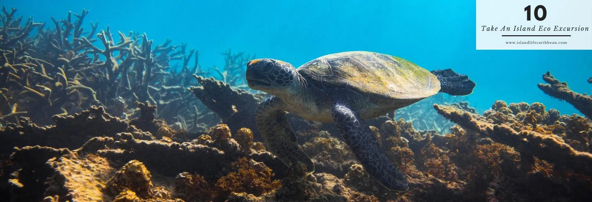 The Best Things To Do In Antigua: Eco Excursion