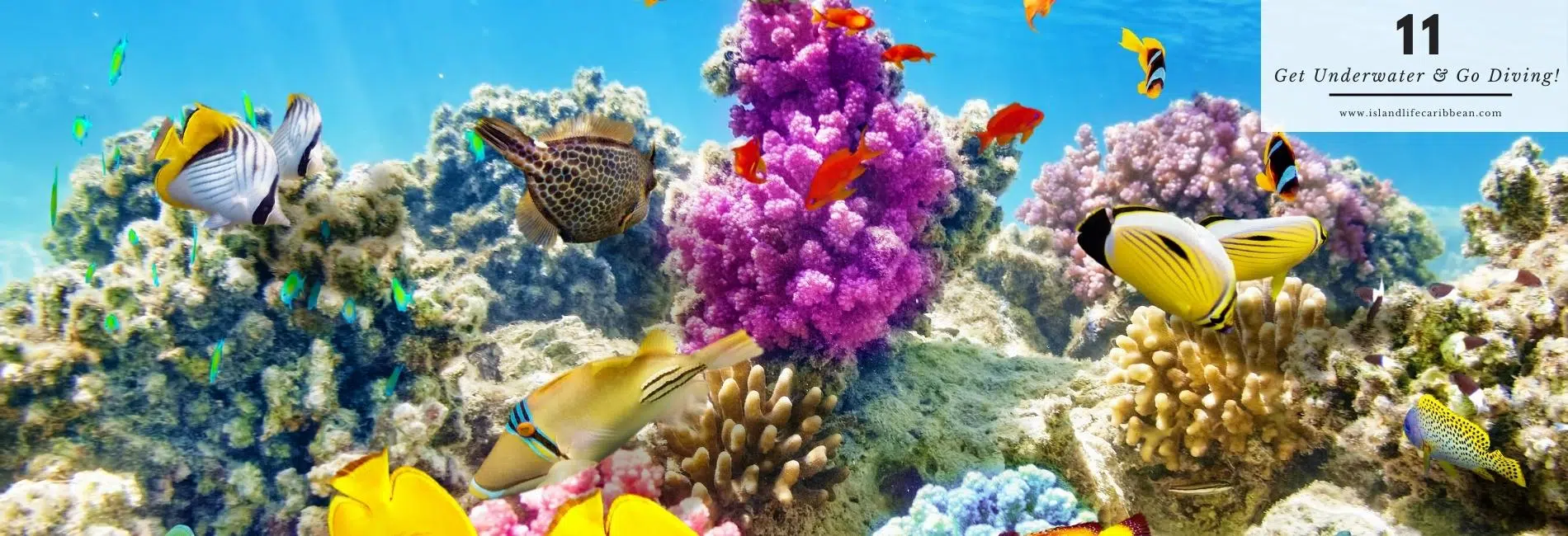 The Best Things To Do In Antigua: Underwater Diving