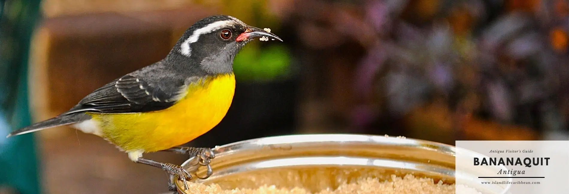 Antigua Visitors Guide: Bananaquit