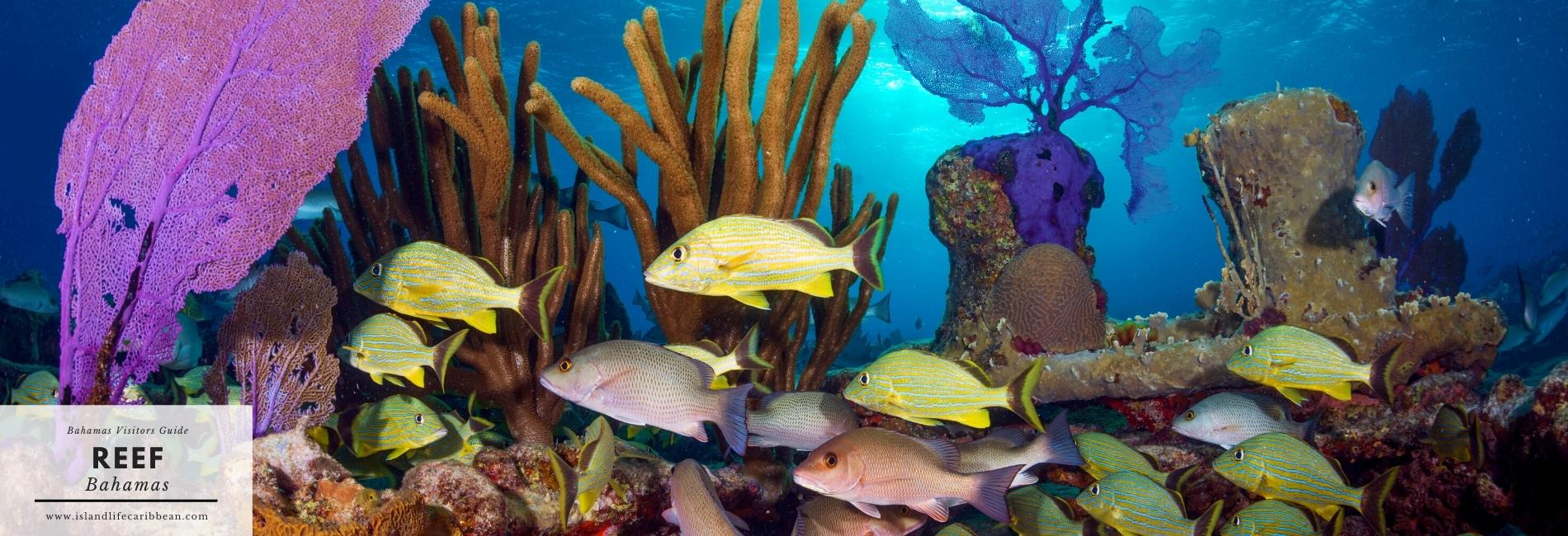 Bahamas Visitors Guide: Reff