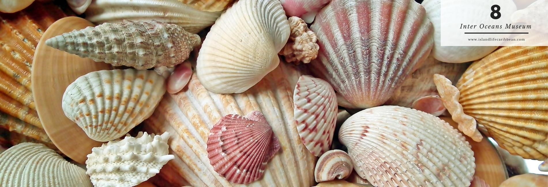 The Best Things To Do In St. Barts: Visit Inter Oceans Museum