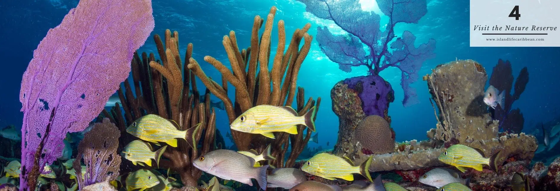 The Best Things To Do In St. Barts: Visit The Nature Reserve