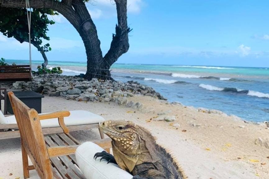 The Best Cayman Islands Restaurants: Hungry Iguana - Little Cayman