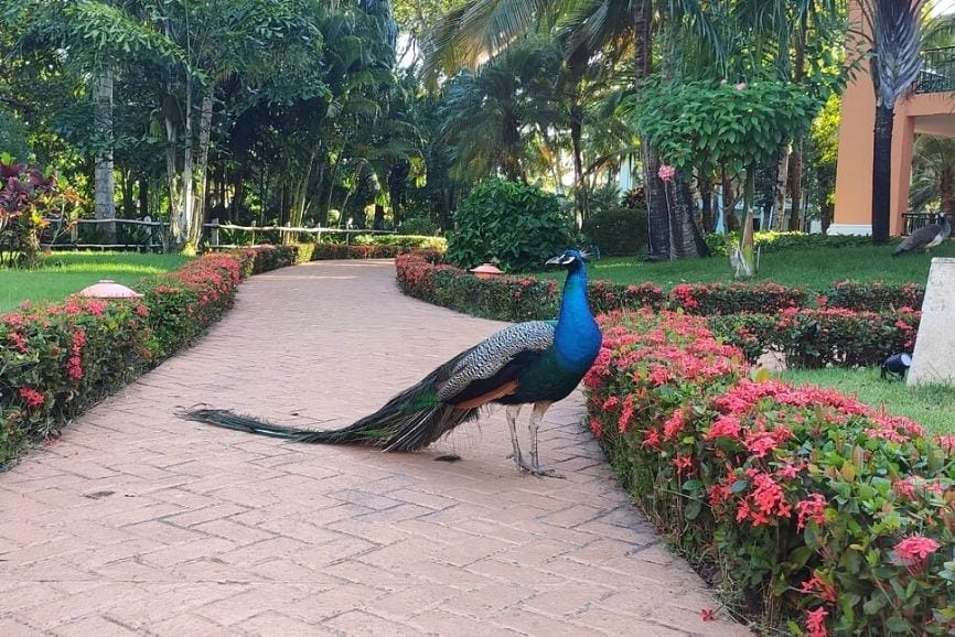 Best Dominican Republic All Inclusive Resorts: Iberostar Hacienda Dominicus