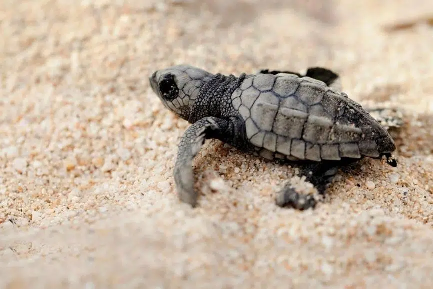 Best Puerto Rico All Inclusive Resorts: Wyndham Grand Rio Mar Beach Resort & Spa