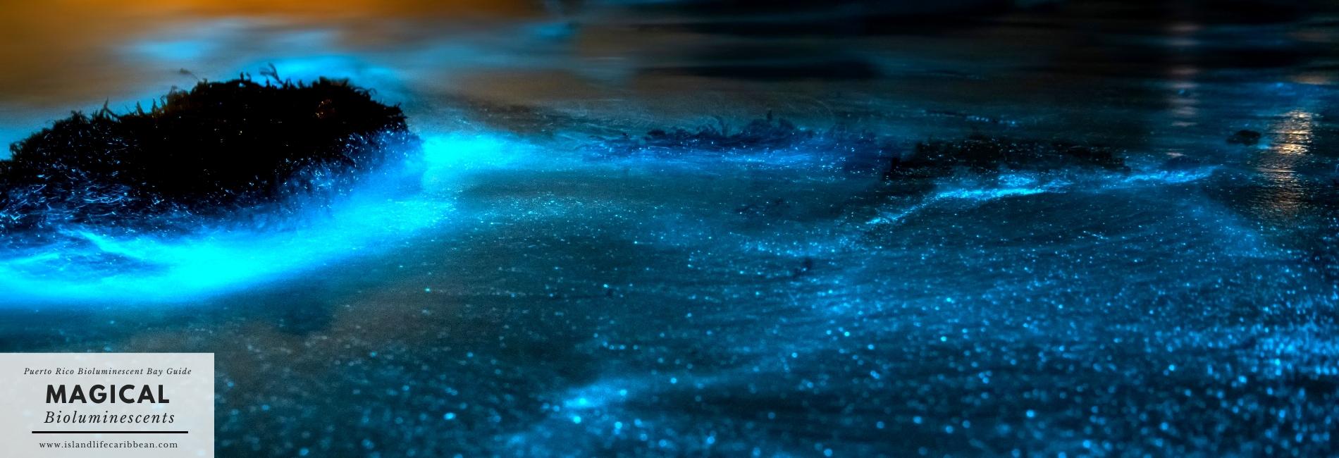 Puerto Rico Bioluminescents Bay Guide