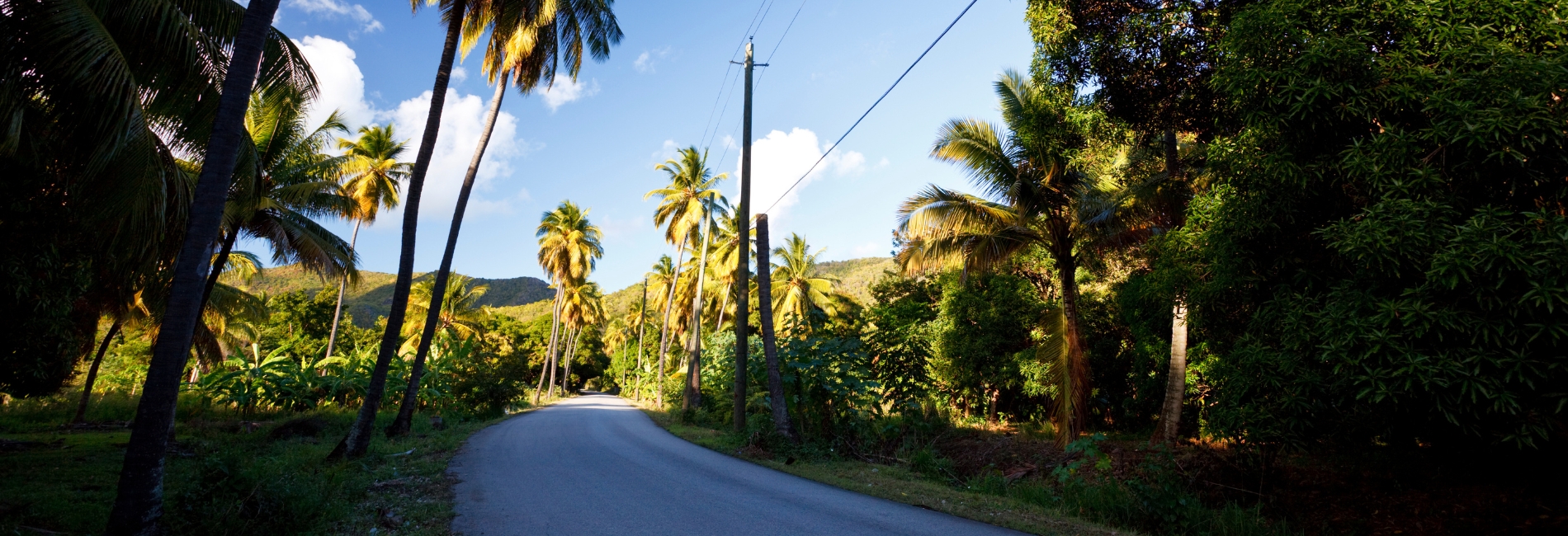 Antigua Visitors Guide - Hit The Road On Fig Tree Drive