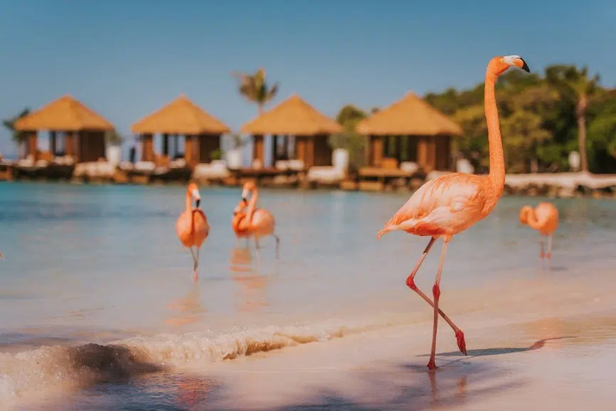 Best Aruba All Inclusive Resorts: Renaissance Wind Creek Aruba Resort