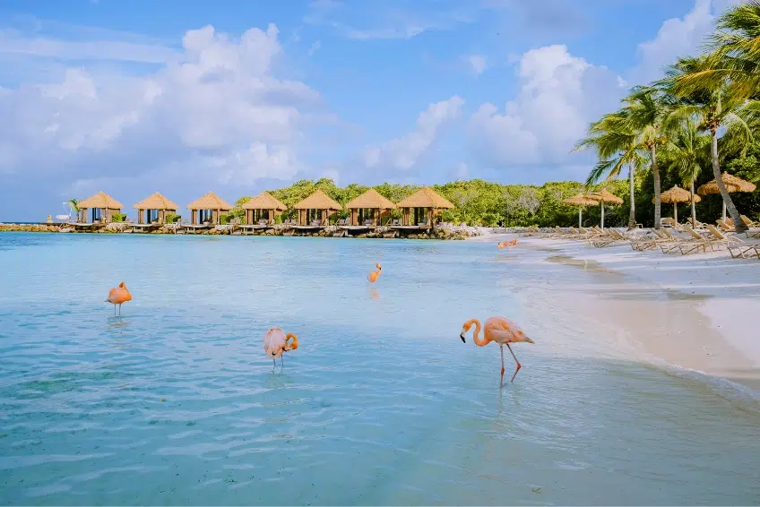 Aruba Visitors Guide. The Best Things To Do In Aruba.