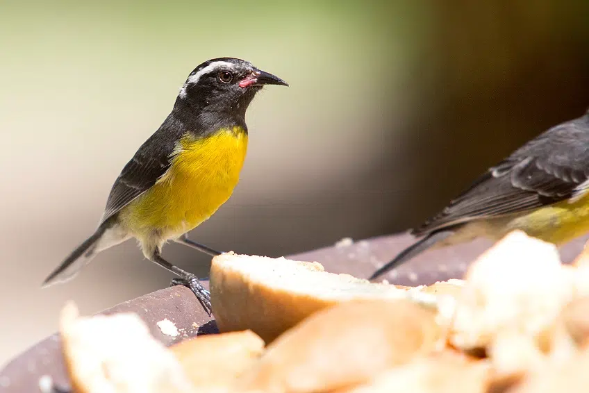Antigua Visitors Guide: Bananaquit