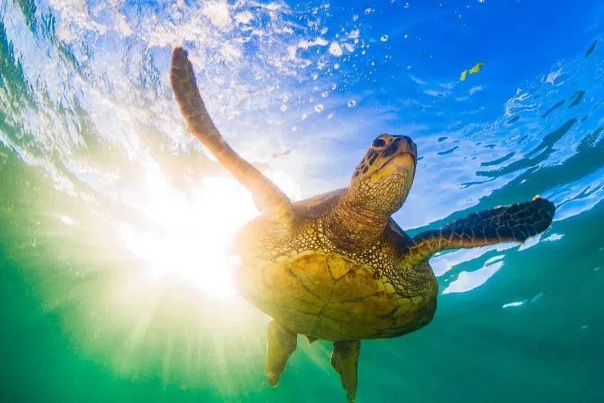 The Best Things To Do In Antigua: Eco Excursion