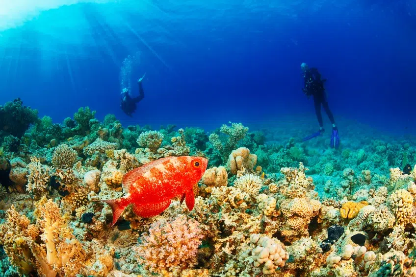 The Best Things To Do In Antigua: Underwater Diving