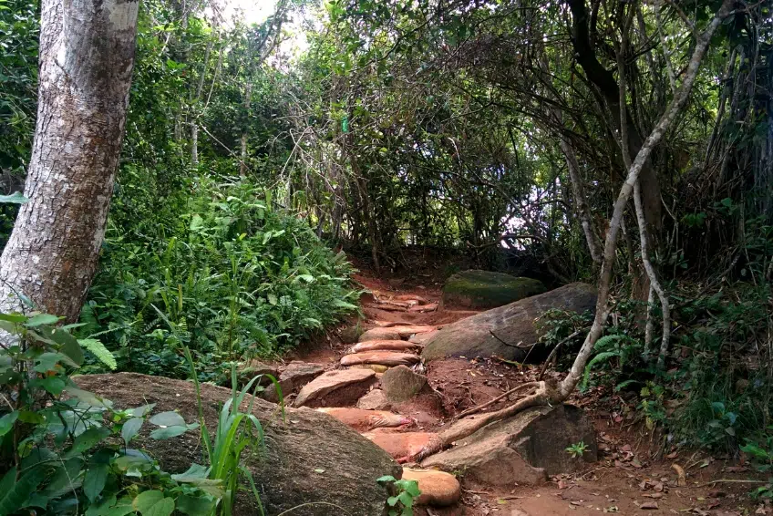 The Best Things To Do In Antigua: Jungle and Tropical Forests