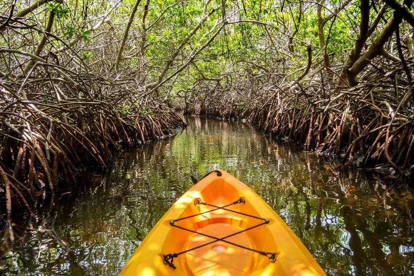 The Best Things To Do In Antigua: Kayak And Snorkel In Mangroves