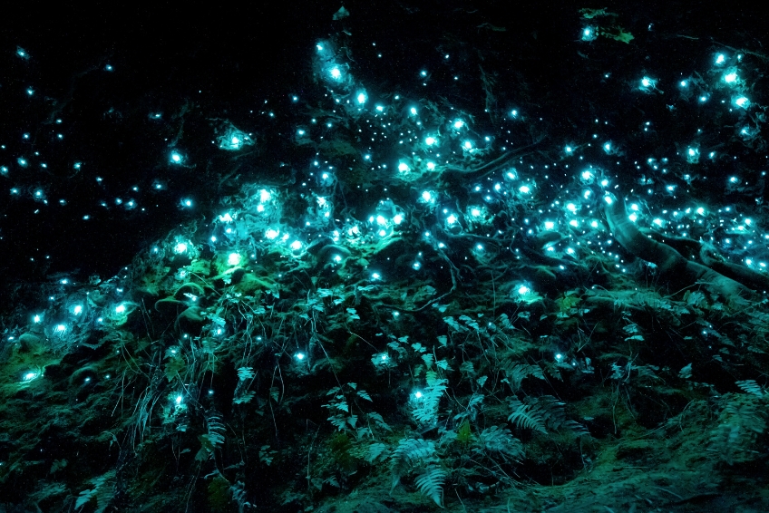 The Best Things To Do In Puerto Rico: Bioluminescence