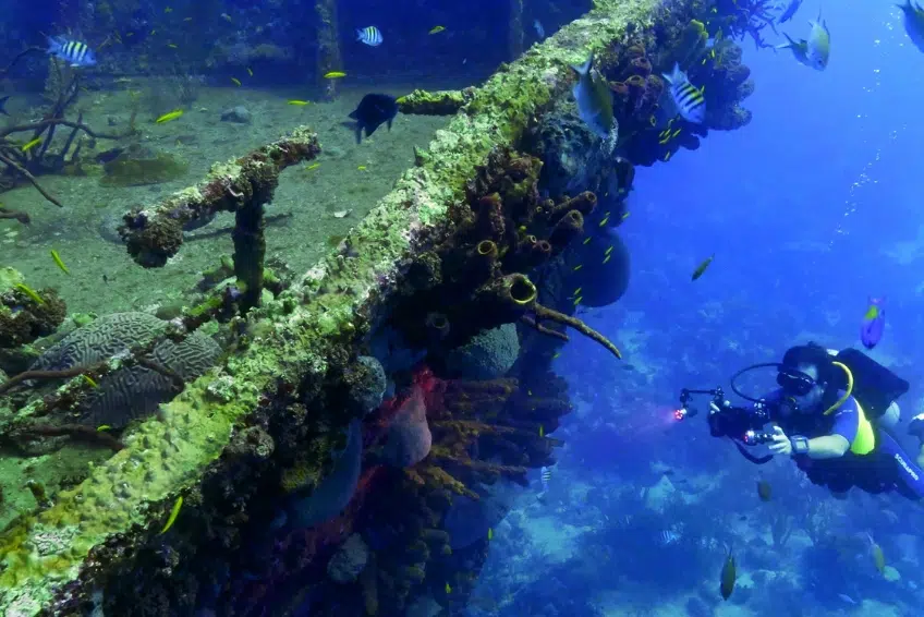 The Best Things To Do In Aruba: Snorkel & Scuba Dive