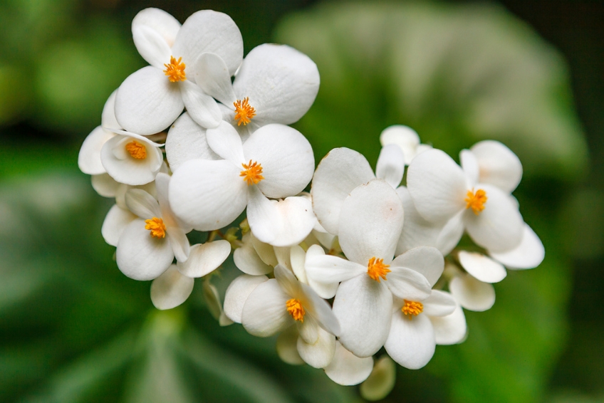 The Best Things To Do In St. Lucia: Visit Diamond Falls Gardens