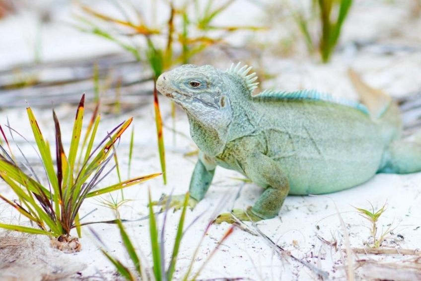 Turks & Caicos Visitors Guide. The Best Things To Do In Turks and Caicos.