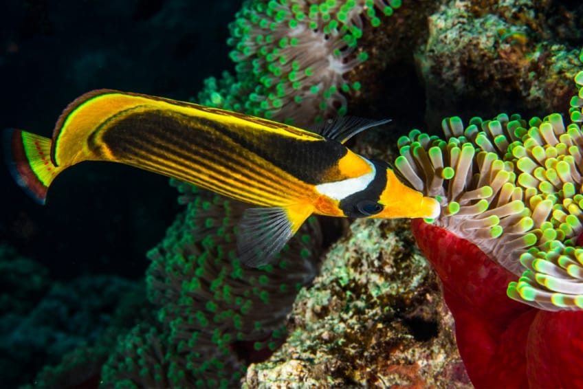 Butterfly Fish Aruba Snorkeling