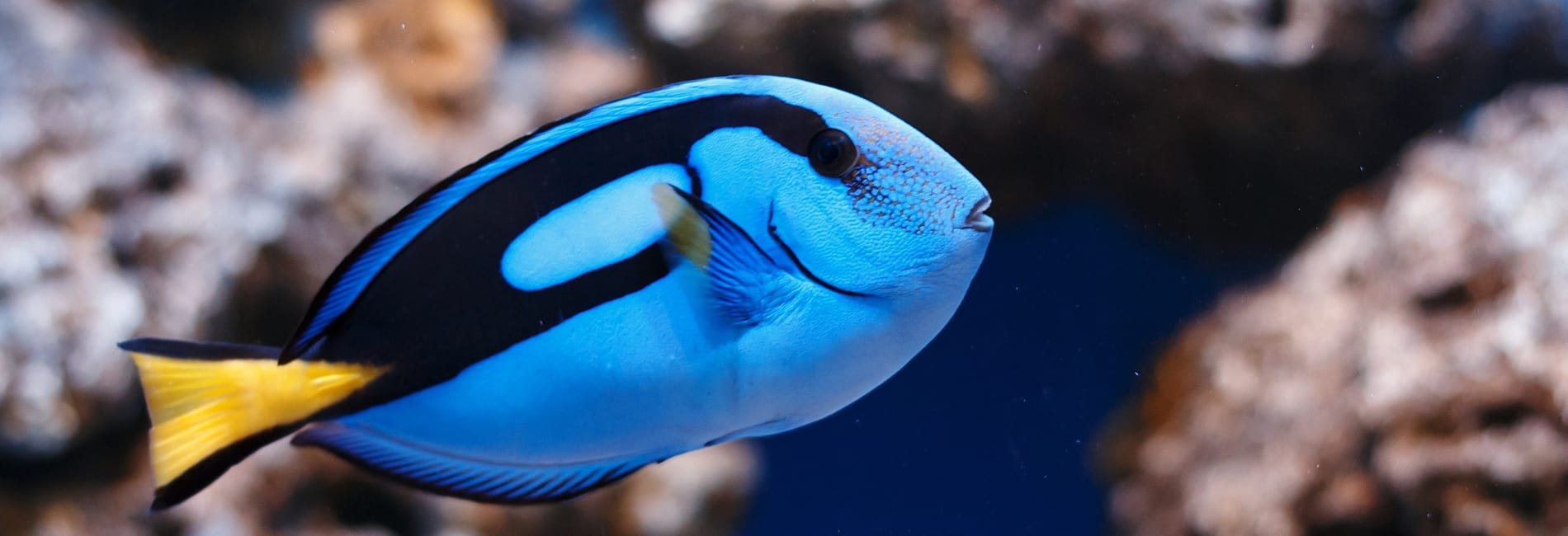 Snorkeling (3) Aruba Snorkeling