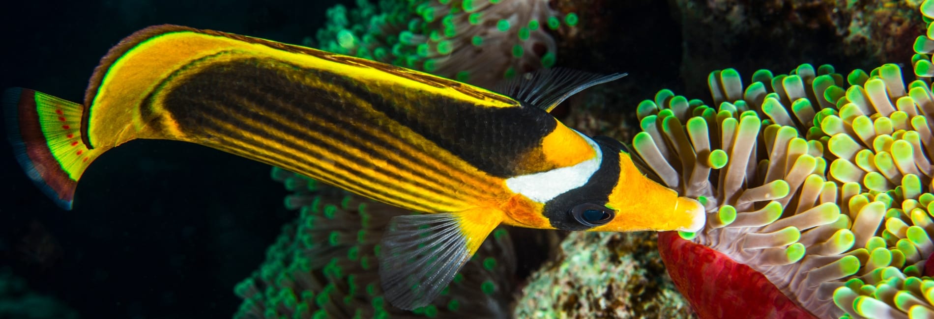 Snorkeling (5) Aruba Snorkeling