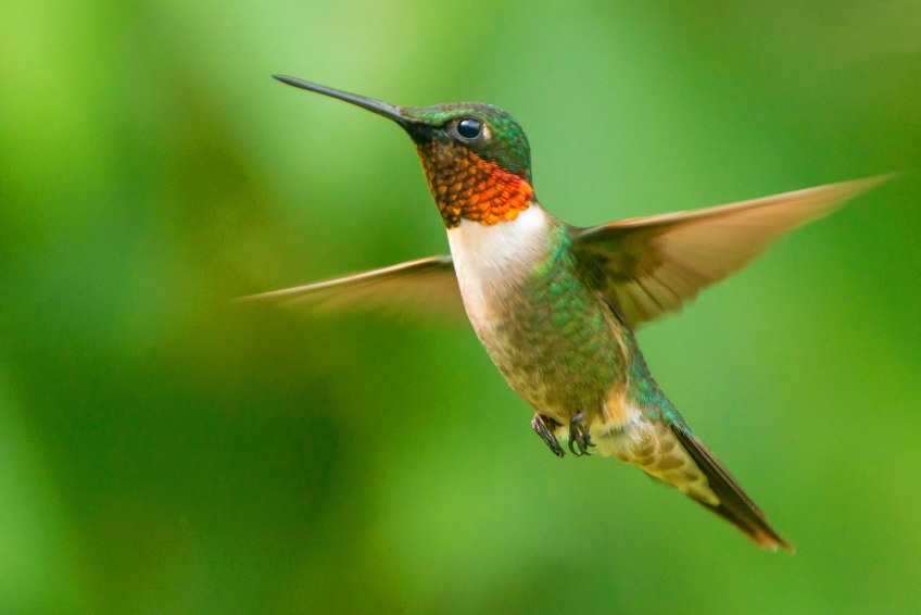 Jamaica Visitors Guide - Enjoy The Hummingbirds At Rockland’s Bird Sanctuary