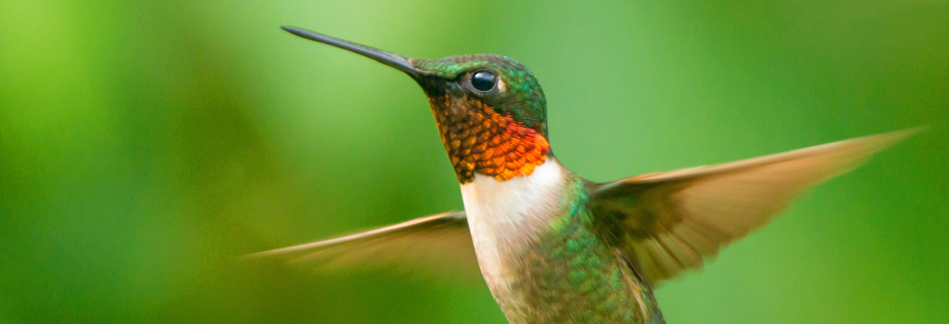 Jamaica Visitors Guide - Enjoy The Hummingbirds At Rockland’s Bird Sanctuary