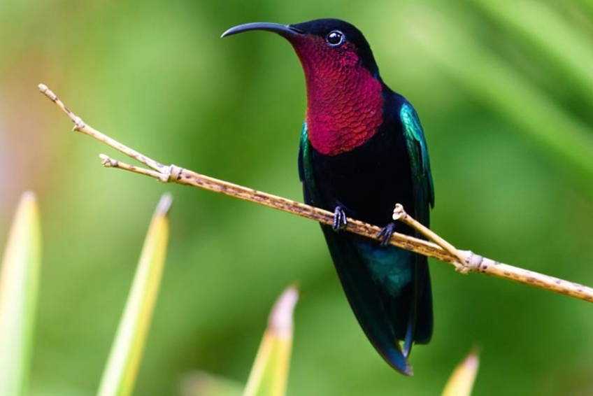 St. Lucia Visitors Guide: Go Birding At Millet Bird Sanctuary