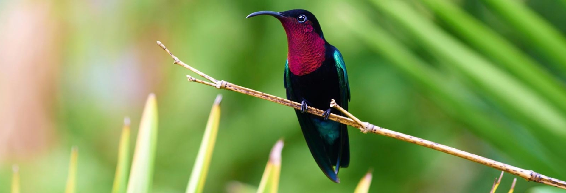 St. Lucia Visitors Guide: Go Birding At Millet Bird Sanctuary