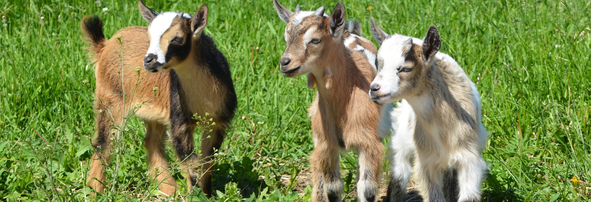 Best Things To Do In Puerto Rico: Visit Hacienda Dos Aromas in Juncos