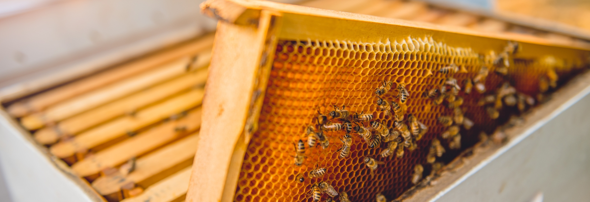 Best Things To Do In Puerto Rico: Learn About Bees At Apiturismo PR