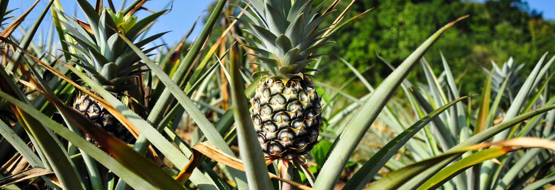 Jamaica Visitors Guide - Stroll Through Croydon In The Mountains