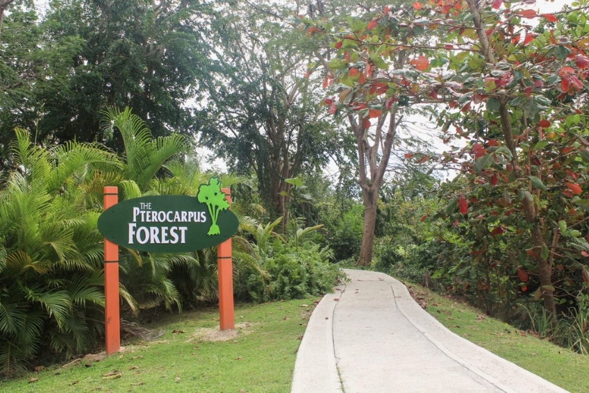 Best Things To Do In Puerto Rico: Discover Pterocarpus Forest