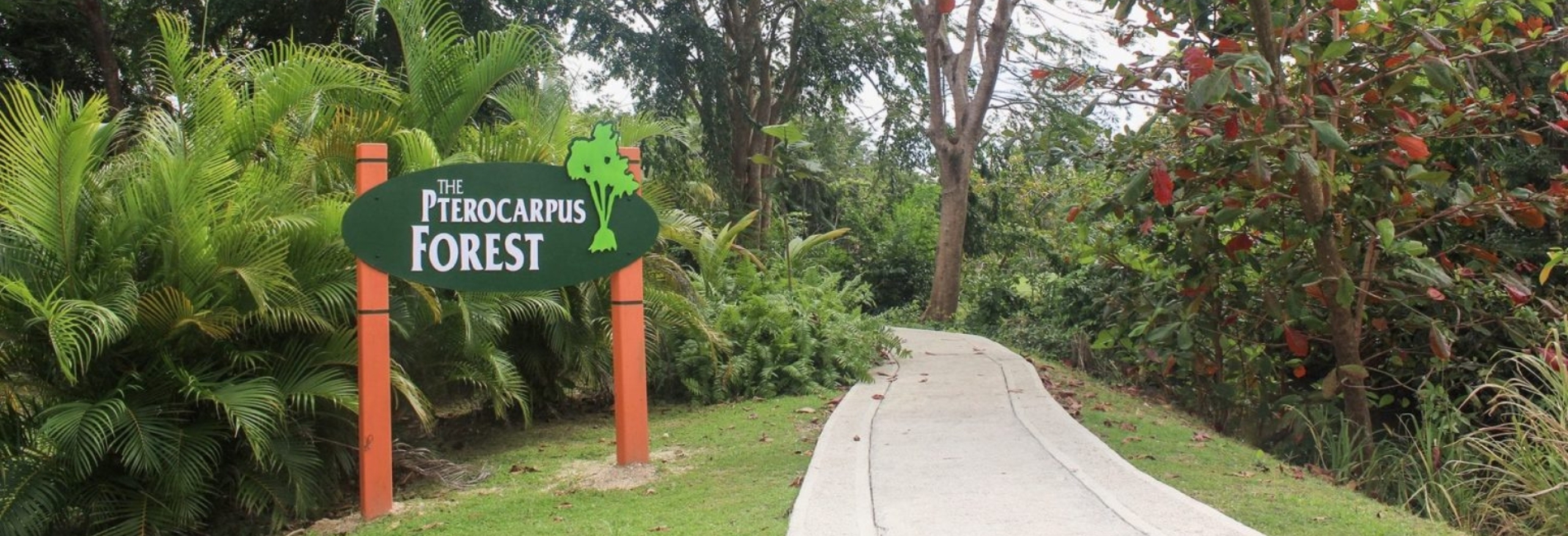 Best Things To Do In Puerto Rico: Discover Pterocarpus Forest