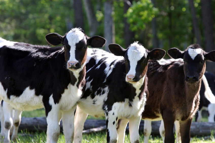 Best Things To Do In Puerto Rico: Try Some Ice Cream At Martinez Dairy