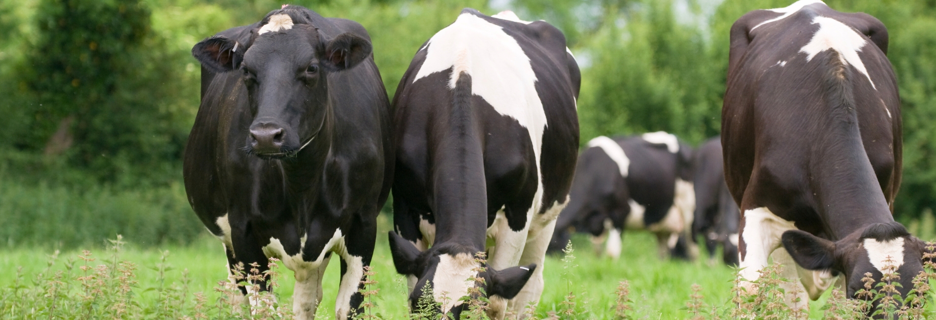Best Things To Do In Puerto Rico: Try Some Ice Cream At Martinez Dairy