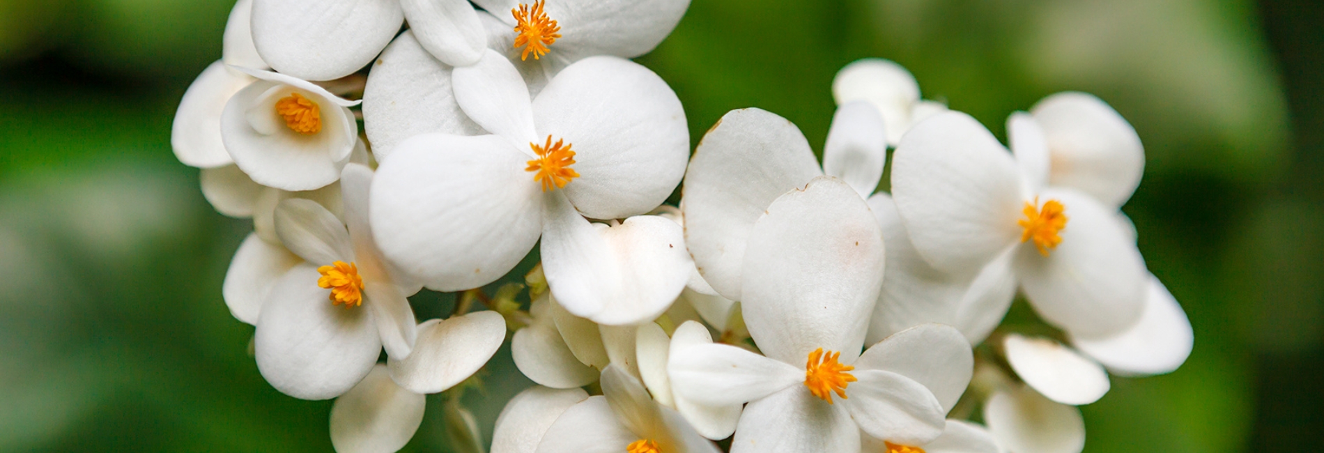 The Best Things To Do In St. Lucia: Visit Diamond Falls Gardens