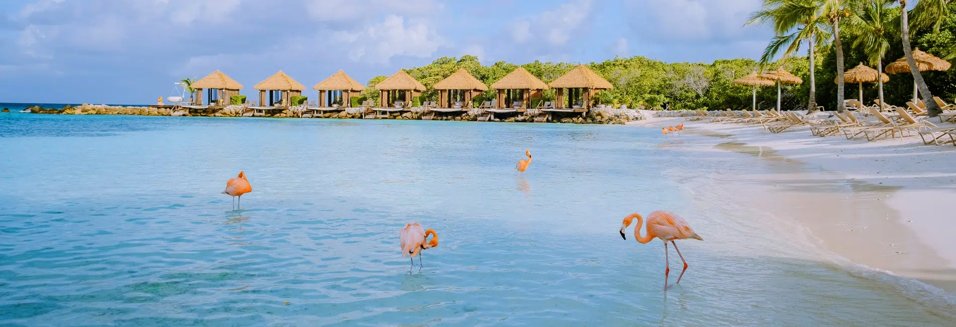 The Best Things To Do In Aruba: Explore Flamingo Beach