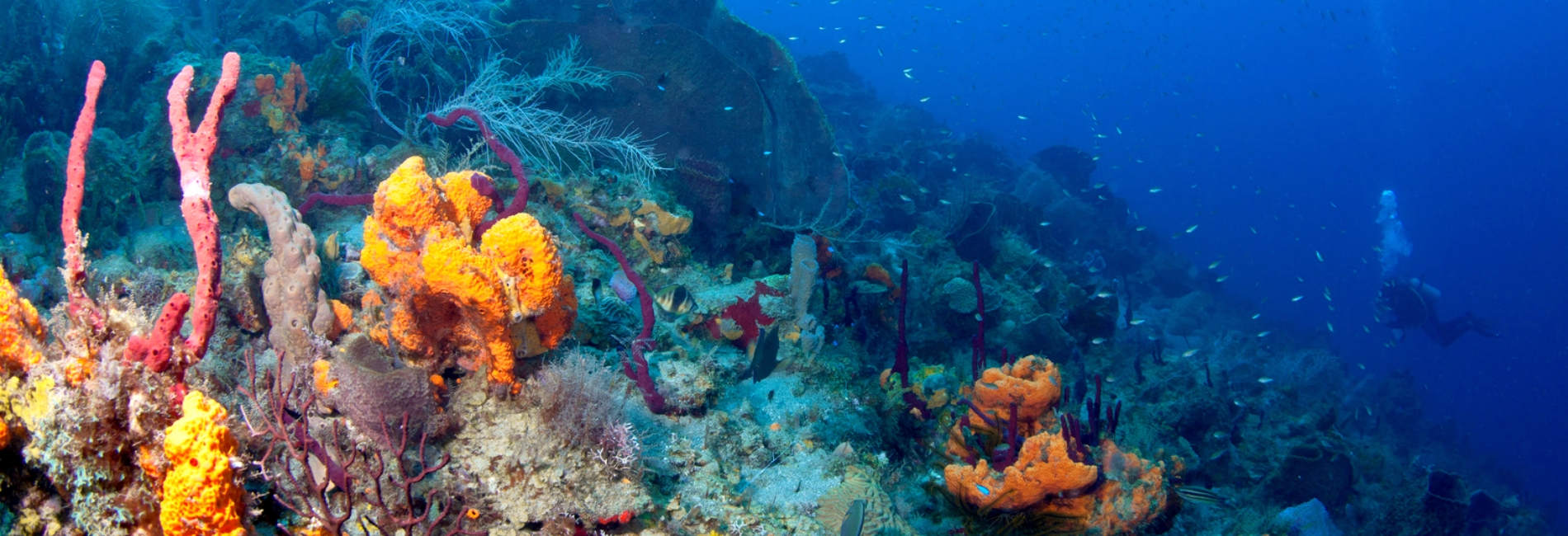 The Best Things To Do In St. Lucia: Explore Coral Reefs