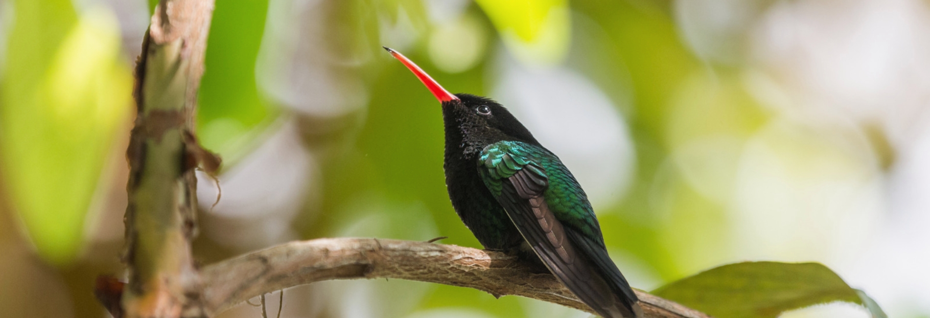 Jamaica Visitors Guide: How To Get There & The Best Things To Do In Jamaica