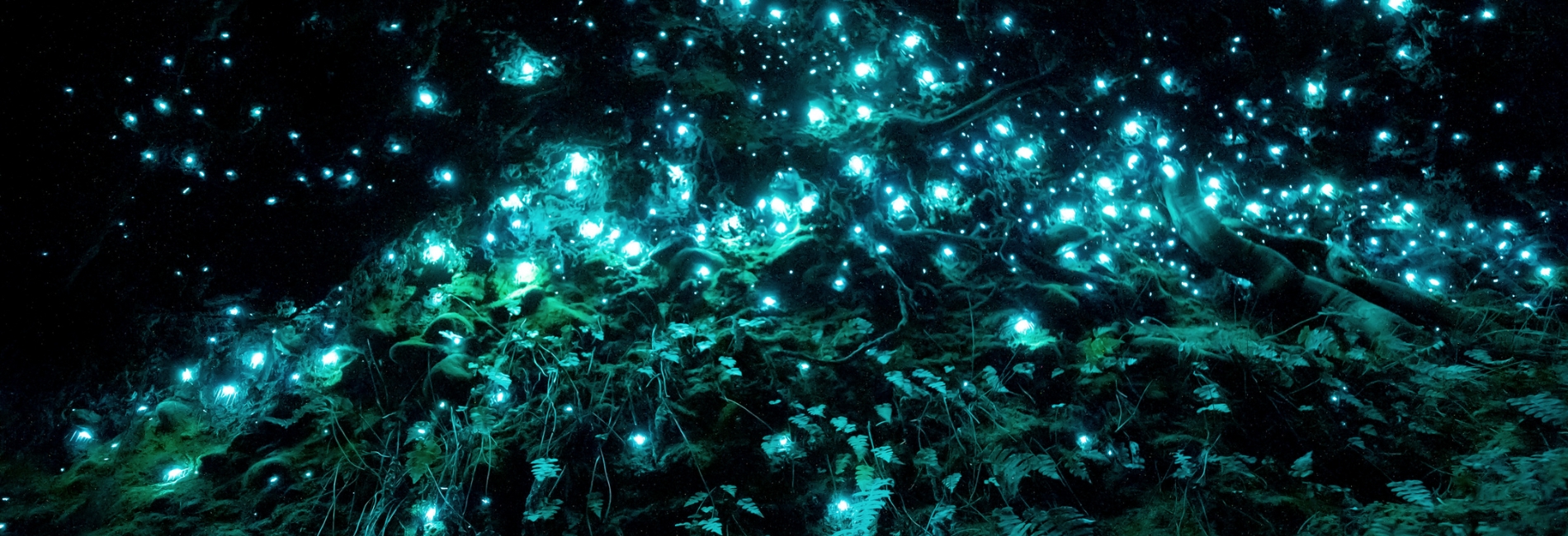 Puerto Rico Visitors Guide: Take In Bioluminescence