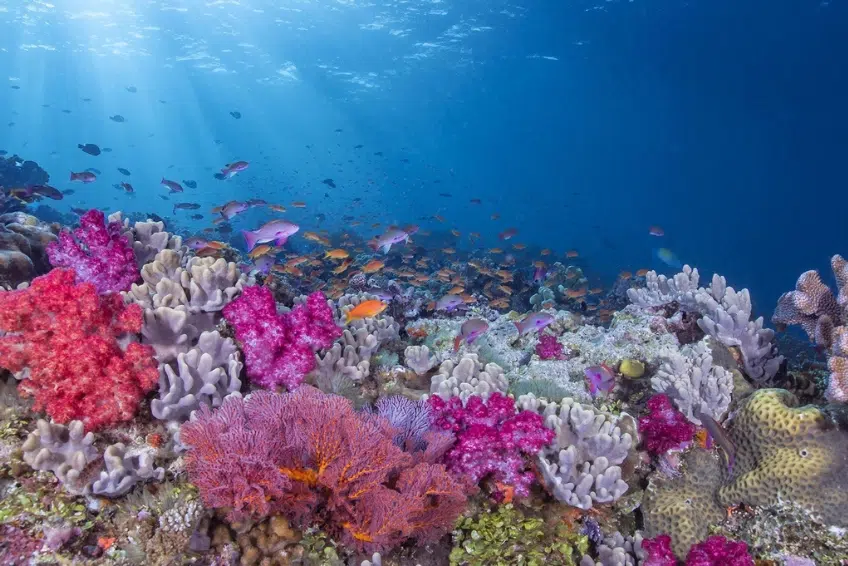 Bimini Visitors Guide - 7. Visit Rainbow Reef