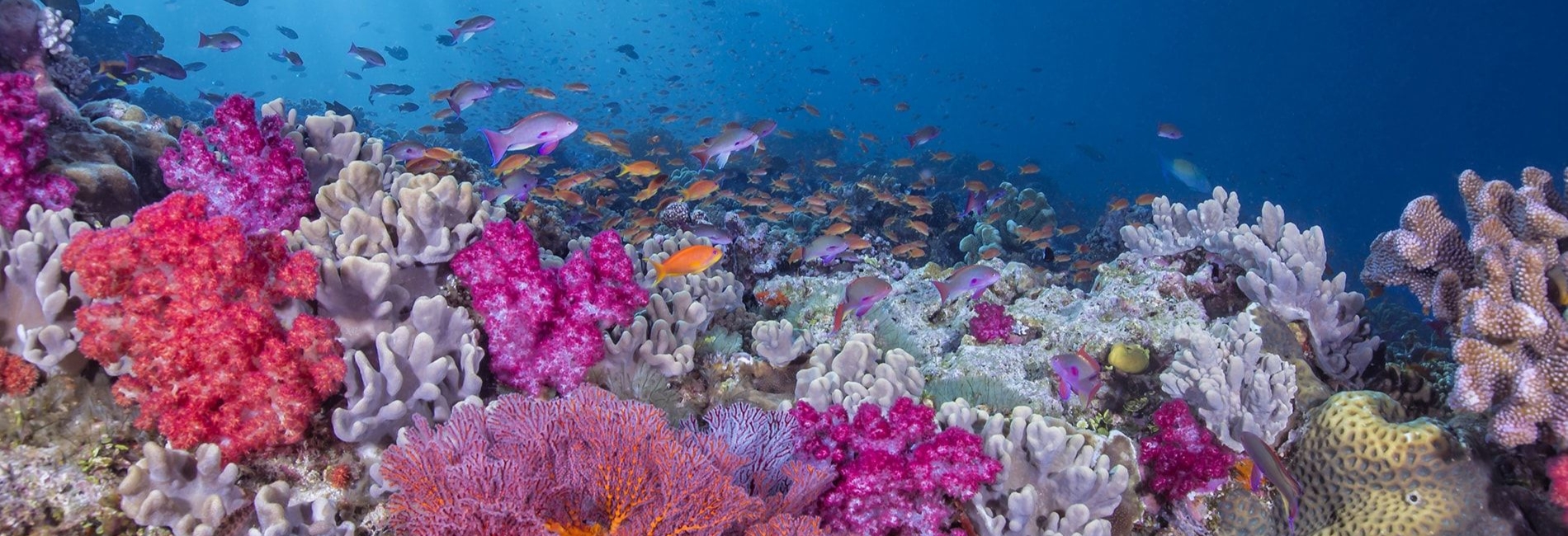 Bimini Visitors Guide - 7. Visit Rainbow Reef