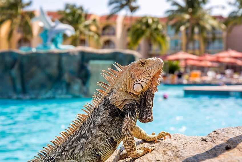 Aruba Hotel Beach Guide - La Cabana Beach Resort And Casino