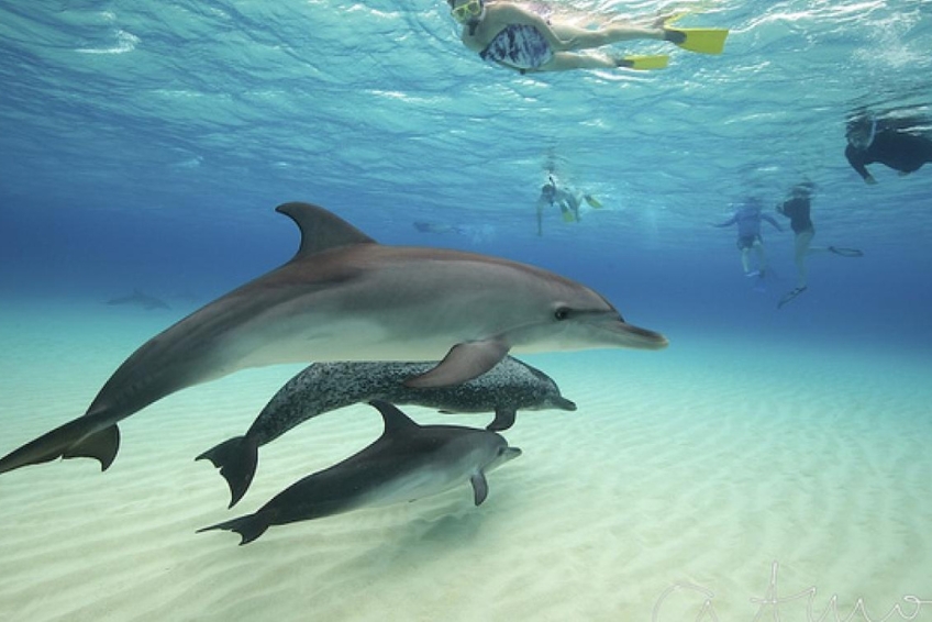 The Best Bimini Resorts: Wildquest